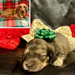 Snowden- Shaded Cream- will fade to cream- Price Listed - Cream male Dachshund puppy in Biloxi, Mississippi from Southern Doxies Ms