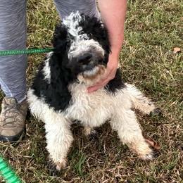 Goose - Parti male Goldendoodle puppy in Water Valley, Mississippi from Olympian Doodles
