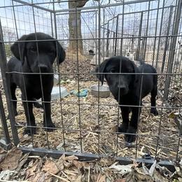 Jack Russell Terrier and Labrador Retriever Puppies from Canine Assist