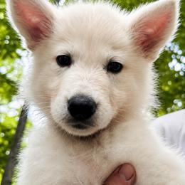 Tan Collar - White male Berger Blanc Suisse puppy in Blacksburg, South Carolina from Whitewolf Kennels