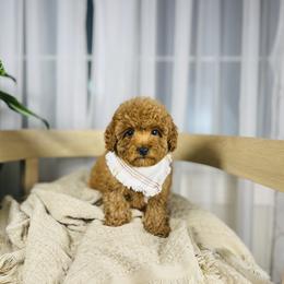 Mac - Red  male Goldendoodle puppy in Elizabethtown, Kentucky from Reddy Poodles & Doodles