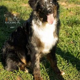 Ragnar - Australian Shepherd