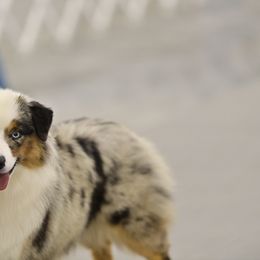 Miniature American Shepherd All Grown Up from Stellar Miniature American Shepherds