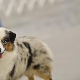 Miniature American Shepherd All Grown Up from Stellar Miniature American Shepherds