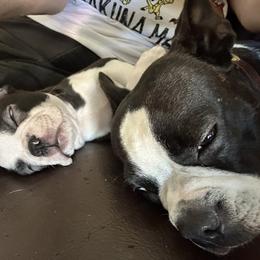 Boston Terrier Puppies from VALERIE GRAPENTINE