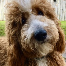 Rocky - Goldendoodle