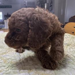 Diego - Red male Cockapoo puppy in Sheridan, Missouri from Shepherdsfold’s Cockapoos