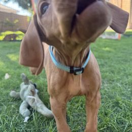 Theadore - Golden rust male Vizsla puppy in Queen Creek, Arizona from Summit Vizslas