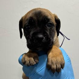 Female 5 - Fawn female Cane Corso puppy in Cashion, Oklahoma from APEXOK Cane Corsos LLC