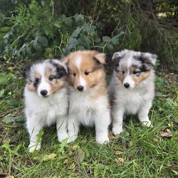 Havanese and Shetland Sheepdogs from Highsights Kennel