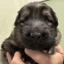 Snooki - Sable female German Shepherd puppy in Hancock, New Hampshire from Kysarah German Shepherds