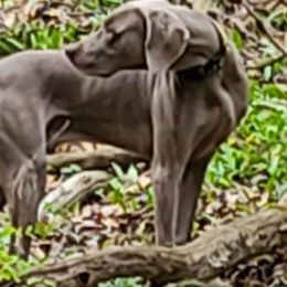 Verick - Weimaraner