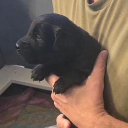 Boy 5 - male Flat-Coated Retriever puppy in Reno, Nevada from Clear Creek Kennel