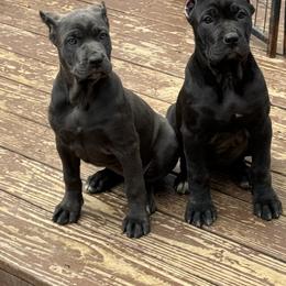 Cane Corso Puppies from Brandy’s Corso’s