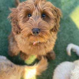 Goldendoodle Puppies from Zink Doodles