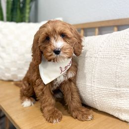 Max - Australian Labradoodle puppy from Doodles_Ko