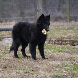 Finley - Black male Belgian Tervuren puppy in South Point, Ohio from Aftershock Belgians