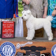 Coda - Pumi