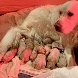 Goldendoodle Puppies from Doodlebloom Farm