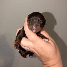 Girl 5 - Red tri female Miniature Australian Shepherd puppy in Brenham, Texas from Stone N Rose Kennels