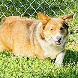 Frankie - Pembroke Welsh Corgi