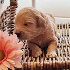 Double Doodles, Goldendoodles, and Labradoodles from The Doodle Ranch-California