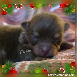 Panda - Chocolate female Pomeranian puppy in Eatonville, Washington from Foxy Forest Poms