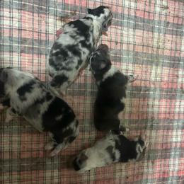Shetland Sheepdog puppies from Heaven’s Shelties