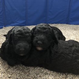 Aussiedoodle Puppies from Epic doodle league