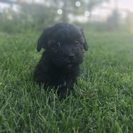 Espresso - Black male Goldendoodle puppy in Montrose, Colorado from Gnomies Furry Friends