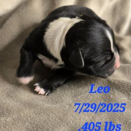 Leo - Black and white male Havanese puppy in Trinity, Alabama from Tooties Cuties Havanese