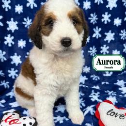 Aurora - In Training - Sable female Bernedoodle puppy in Milan, Indiana from Doodles & Spice