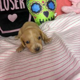Sammy - Cream male Dachshund puppy in Lake City, Florida from My Ditzy Doxies of Florida