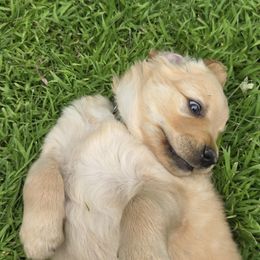 Golden Retriever Puppies from City Goldens