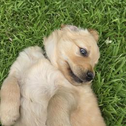 Golden Retriever Puppies from City Goldens