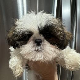 Miggy - Yellow collar - Gold and white female Shih Tzu puppy in Spring, Texas from Precious Tzu Crew