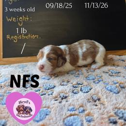 Journey - Dapple female Dachshund puppy in Hoquiam, Washington from Heyd's Mini Dachshunds
