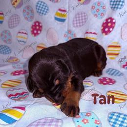 Tan - Black and rust male Doberman Pinscher puppy in Louisville, Kentucky from Ruiz Dobermans