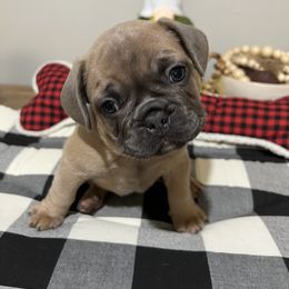 French Bulldog Puppies from Belle Isle Bullies
