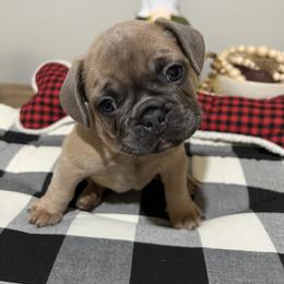 French Bulldog Puppies from Belle Isle Bullies