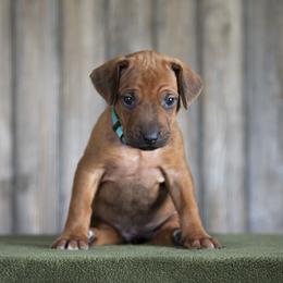 Miss Teal - Rd whtn blk nose female Rhodesian Ridgeback puppy in Hillman, Minnesota from Rhoxwood Kennel