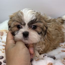 RB - Black gold and white female Shih Tzu puppy in Middleborough, Massachusetts from Shih Tzu Pups