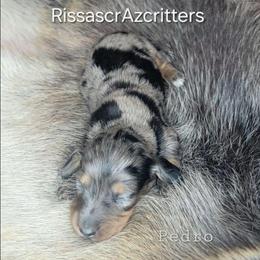 Pedro - Black and tan male Dachshund puppy in Canton, Ohio from Rissas CrAz Critters
