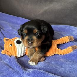 Foehn (Fane) - Black tri male Miniature American Shepherd puppy in Ewing, Kentucky from Bright Hope Aussies