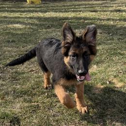 Yellow (sunshine) - Black and tan female German Shepherd puppy in Fort Wayne, Indiana from AA Kennel
