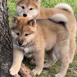 Callie - Red female Shiba Inu puppy in Newberry, Michigan from Day Dream Akita & Shiba Inu