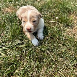 Tine - Red merle female Australian Shepherd puppy in Otis, Oregon from Heritage Hill Aussies