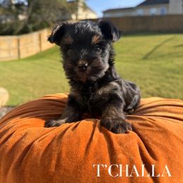 T'Challa - Black and tan male Yorkshire Terrier puppy in Smryna, Georgia from Owensons’ Kennel