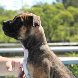 American Pit Bull Terrier Puppies from Mythos K9s