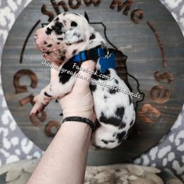 Blue Collar - Harlequin male Great Dane puppy in Alton, Illinois from Show Me Great Danes and Basset Hounds